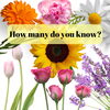 Can you name them all?「Teacher'sコーナー190号 Common Flowers in the U.S.A.【千葉のならいごと　英会話スクール】」