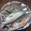 生鯖、カワハギ「大分豊後生鯖、カワハギ入荷しております。」