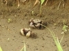 クロベンケイガニ「公園の近くを流れる大谷川」