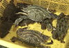 「魚魚市場鮮魚コーナーおすすめは「ワタリガニ」です🎶」
