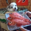 キンキの煮つけ、塩焼き「数奇」