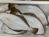 「本日鮮魚入荷してまーす。[岩牡蠣は７月から販売致します。]」