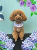 「Dog salon mofu mofu　余市町」