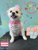「Dog salon mofu mofu　余市町」
