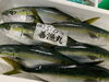 「本日鮮魚入荷致しました。[岩牡蠣は７月から販売致します。]」