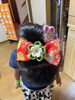 「【つまみ細工】子供でも作れます！」