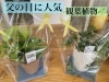 観葉植物「6月16日(日)父の日💛💙父の日の贈り物で観葉植物も人気です🪴【越前市/花屋/生花/フラワーアレンジメント/ふるーれ・T】」