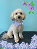 「Dog salon mofu mofu　余市町」
