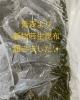 「新物若生生昆布が入荷‼️本日6月11日（火曜日）の気まぐれメニューは「わかめ昆布」と「すじこ」です💖【福島と青森の美味しい食材を使ったおにぎり屋　にこまる】」