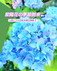 今月いっぱい見頃です＼(^^)／「近隣の素敵な情報(^-^)/　【西京区　紫陽花　京都西山　そうだ京都行こう　善峯寺　柳谷観音　大原野神社】」