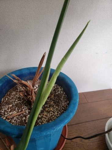 また新しい芽が💕「☆他店からの来訪者」