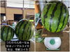 「すぐに売り切れる中村商店のスイカ🍉お見逃しなく」
