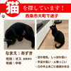「迷い猫を探しています【西条市大町】」