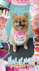 「Dog salon mofu mofu　余市町」