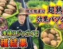 森くんお勧め!超・浅植え栽培に必要とされるアイテムを揃えて、沢山の大きなジャガイモを収穫しちゃいますﾖ! たねのハシモトミヤ