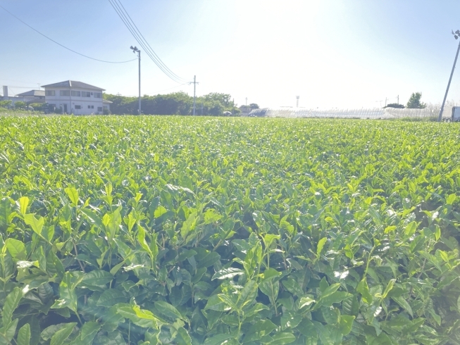 「🌿「年中新茶」の魅力をお届け！茶匠むろぞのではその年に採れた茶葉のみを使用しています🌿」