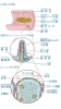 小腸粘膜「【病院で教えてくれない小腸粘膜】鳥取・米子・大山・境港・松江・出雲　気功、整体、メタトロン 鳥取氣功院」