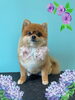 「Dog salon mofu mofu　余市町」