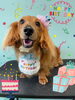 「Dog salon mofu mofu　余市町」