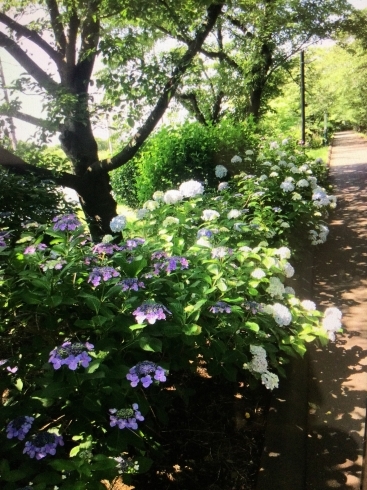 朝日を浴びて～「海老川ジョギングロードに紫陽花を見に行ってきました！」