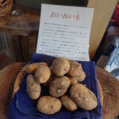 檜原村特産ジャガイモ…おいね！～旬野菜・お土産・特産品の【山の店】（秋川渓谷から車で5分）～