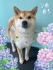 「Dog salon mofu mofu　余市町」