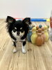 いずるくんとボーリング「ましゅまろ幼稚園🐾パート２」