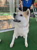 研修先である千秋公園にて秋田犬についてお勉強「秋田視察と高校生スタッフ会議」