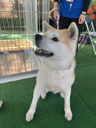 研修先である千秋公園にて秋田犬についてお勉強「秋田視察と高校生スタッフ会議」