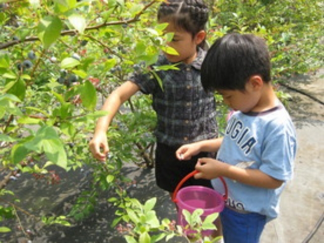 「ブルーベリー観光農園★細谷観光農園★2024年6月16日（日）〜7月28日（日）まで［東水元4-11・9時30分〜12時※その日の収穫分がなくなり次第閉園］」