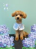 「Dog salon mofu mofu　余市町」