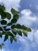 「気温差の大きな時期」