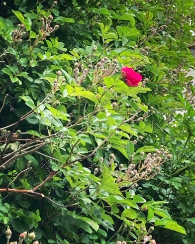サロンの薔薇が咲きました「6月19日は無料定期イベントです」