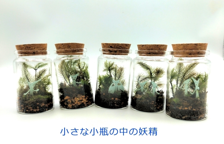 ミニ苔テラリウム小瓶タイプ「小さな小瓶の中の苔の世界に妖精が棲んでいます。」