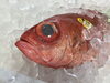 「魚魚市場鮮魚コーナーおすすめは「キンメダイ」です♪」