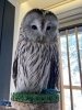 ウラルOWL1「ウラルOWL」