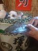 天草水揚げのマゴチ「照りゴチ」