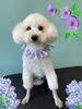 「Dog salon mofu mofu　余市町」