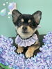 「Dog salon mofu mofu　余市町」
