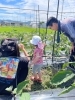 原田ファーム　収穫祭「第１５回収穫体験大成功！！！」