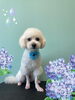 「Dog salon mofu mofu　余市町」