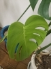 6月18日、小ぶりですがしっかりと葉が開きました！「嬉しい言葉を頂きました。」