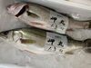 「本日鮮魚入荷致しました。[岩牡蠣は７月から販売致します。]」