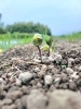 大豆の芽🌱「芽が出ました～＼(^^)／大豆播種から１週間(*^^*)【西京区　大豆栽培】」