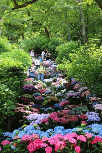 長谷寺嵐の坂の石段の紫陽花「まいぷれ橿原活動日記　大和三大観音「あじさゐ回廊」開催中の長谷寺へ行ってきました」