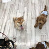 hapipapi便り（ダイゴペットクリニック日進　仔犬の保育園より）