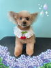 「Dog salon mofu mofu　余市町」