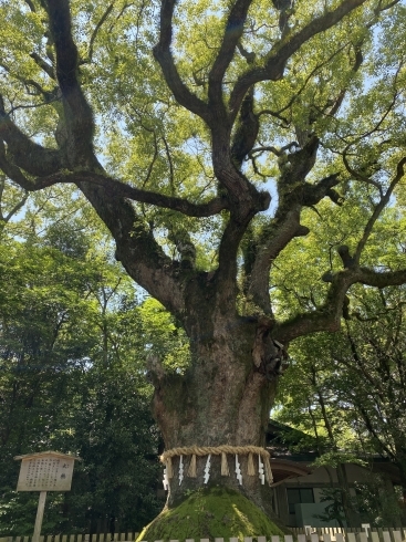 熱田神宮　大楠　大好きな樹「今私たちに必要なメッセージ。」
