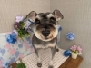 「本日のお客さま♥️ミニチュアシュナウザー【大分市中戸次／ドッグサロン／トリミング】」