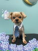 「Dog salon mofu mofu　余市町」